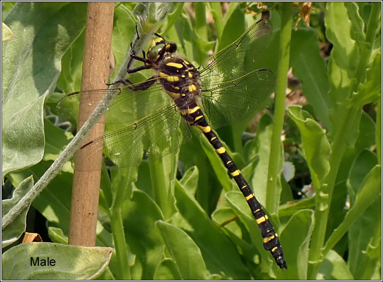 Golden-ringed Dragonfly, Cordulegaster boltonii