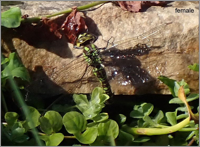 Southern Hawker, Aeshna cyanea