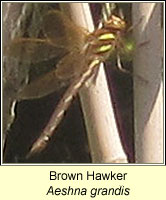 Aeshna grandis, Brown Hawker