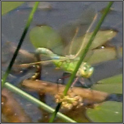 Emperor Dragonfly, Anax imperator