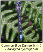 Enallagma cyathigerum, Common Blue Damselfly