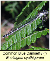 Enallagma cyathigerum, Common Blue Damselfly