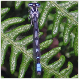 Common Blue Damselfly, Enallagma cyathigerum