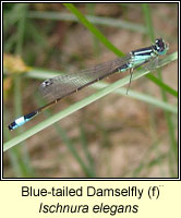 Ischnura elegans, Blue-tailed Damselfly
