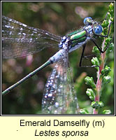 Lestes sponsa, Emerald Damselfly