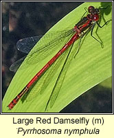 Pyrrhosoma nymphula, Large Red Damselfly