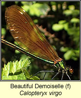 Calopteryx virgo, Beautiful Demoiselle