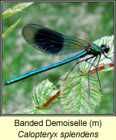 Calopteryx splendens, Banded Demoiselle