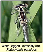 Platycnemis pennipes, White-legged Damselfly