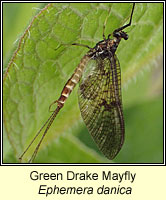 Ephemera danica, Green Drake Mayfly