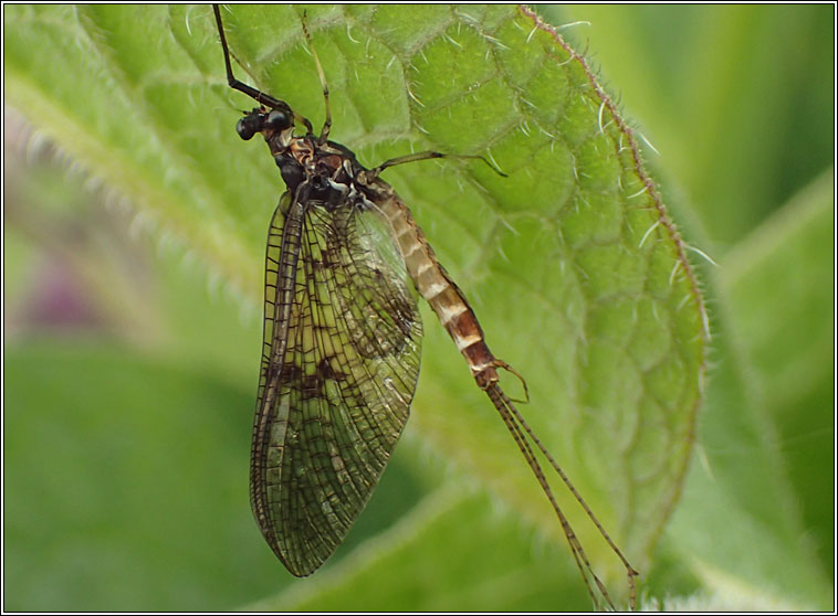 Green Drake Mayfly, Ephemera danica