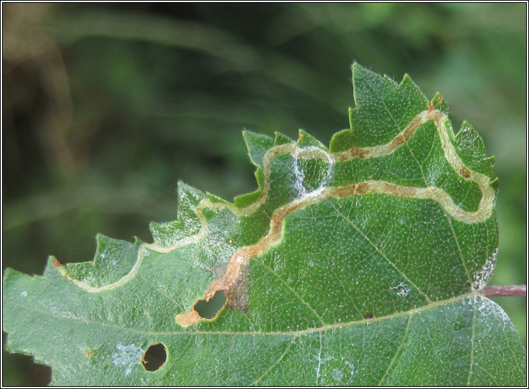 Agromyza alnibetulae