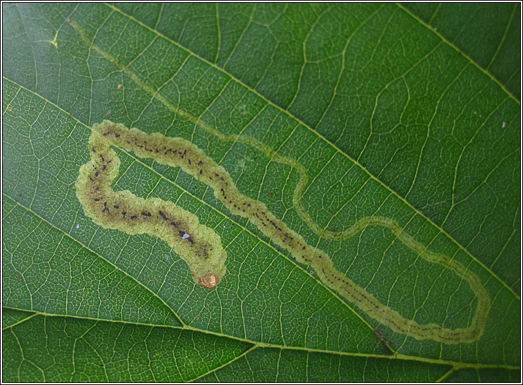 Agromyza alnivora