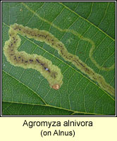 Agromyza alnivora