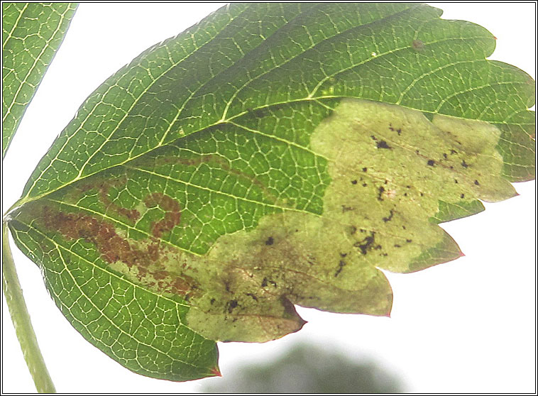 Agromyza idaeiana