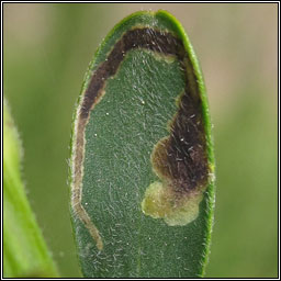 Agromyza johannae