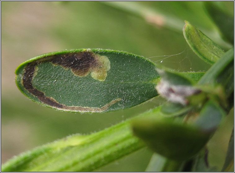 Agromyza johannae