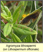 Agromyza lithospermi