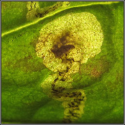 Agromyza abiens or Agromyza myosotidis
