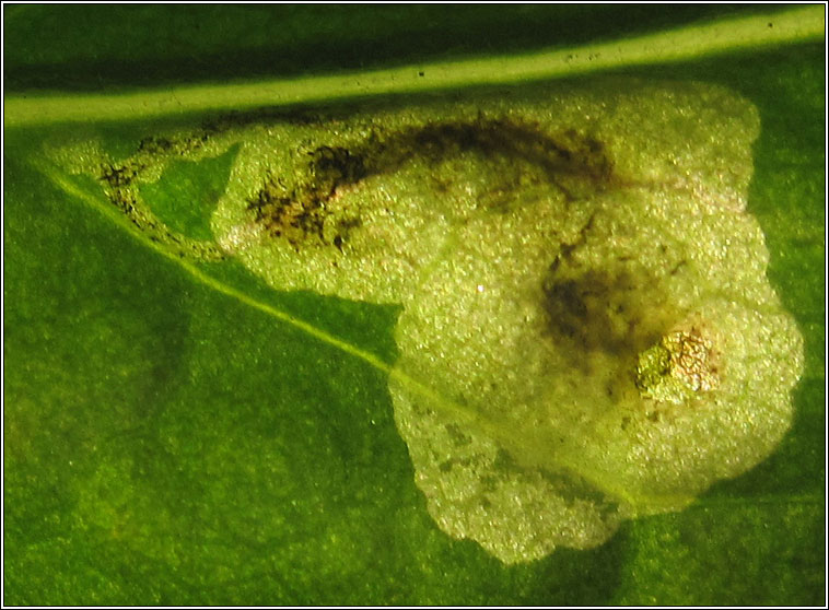 Agromyza abiens or Agromyza myosotidis