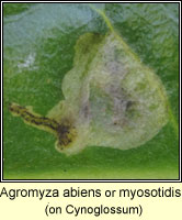 Agromyza abiens or myosotidis