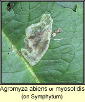 Agromyza abiens or myosotidis