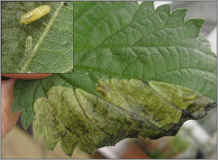 Agromyza reptans or pseudoreptans