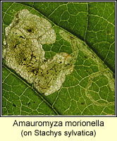 Amauromyza morionella