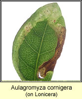 Aulagromyza cornigera
