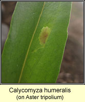 Calycomyza humeralis