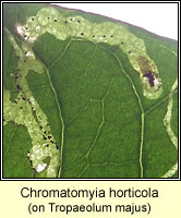 Chromatomyia horticola