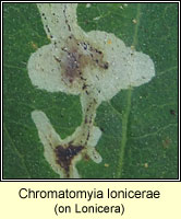 Chromatomyia lonicerae