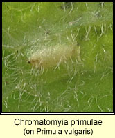 Chromatomyia primulae
