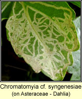 Chromatomyia syngenesiae