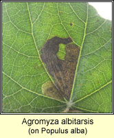 Agromyza albitarsis