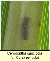 Cerodontha caricicola Q