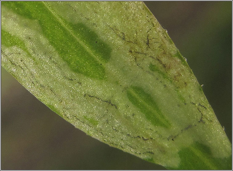 Liriomyza strigata