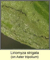Liriomyza strigata