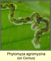 Phytomyza agromyzina