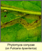 Phytomyza conyzae