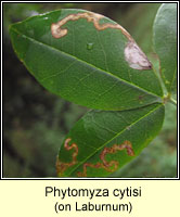 Phytomyza cytisi