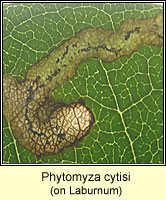 Phytomyza cytisi