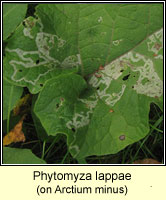 Phytomyza lappae