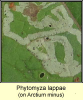 Phytomyza lappae