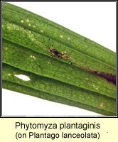 Phytomyza plantaginis