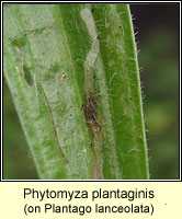 Phytomyza plantaginis