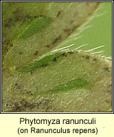 Phytomyza ranunculi
