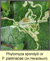 Phytomyza spondylii or pastinacae