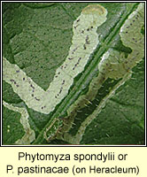 Phytomyza spondylii or pastinacae