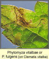 Phytomyza vitalbae or fulgens